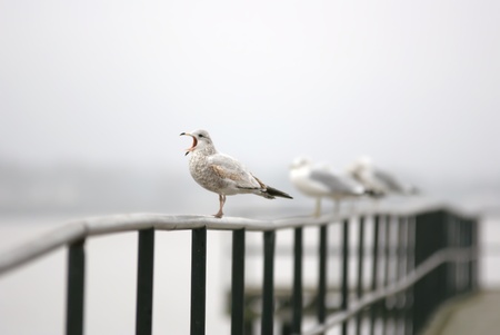 seagull singingの写真素材