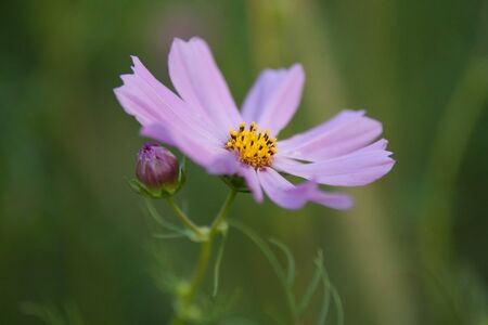 spring meadow flowersの写真素材