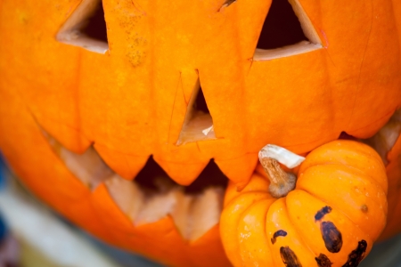 pumpkin eating pumpkinの写真素材