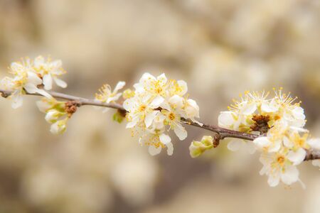 spring bloomの写真素材