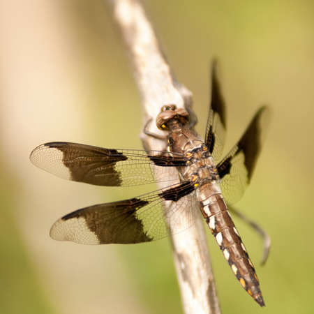 dragonflyの写真素材