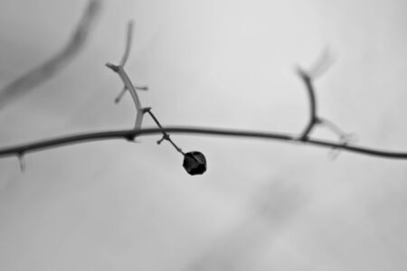 dry berry on branchの写真素材