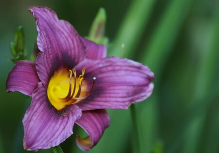 beautiful purple lilies in garden, close upの写真素材