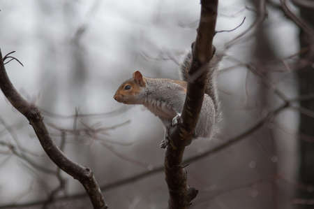 jumping squirrel