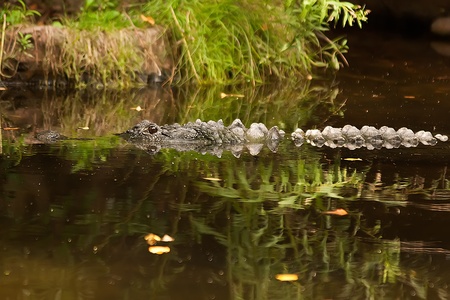 Crocodile is between land and waterの写真素材