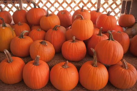 Pumpkins in pumpkin patch waiting to be soldの写真素材