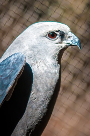 Mississippi Kite raptor birdの写真素材