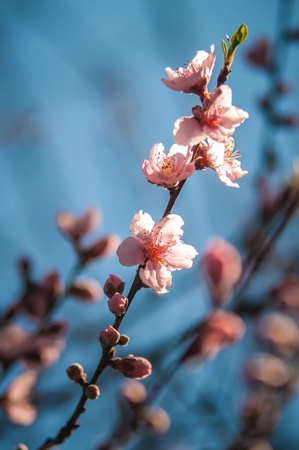 Spring peach blossom in garden with blue sky backgroundの写真素材