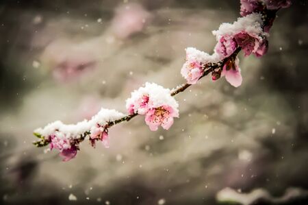 peach blossom covered in snow in early februaryの写真素材
