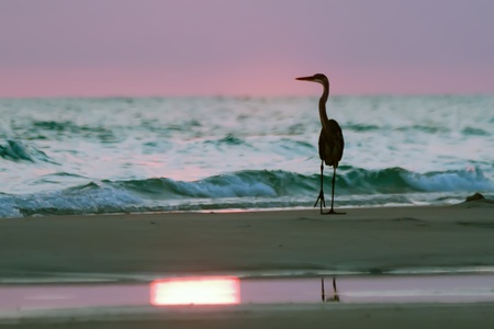 Silhouette of Blue Heron at the Beach at sunsetの写真素材