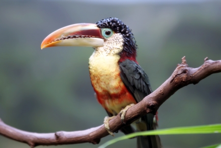tucan bird sitting on branch at the zooの写真素材