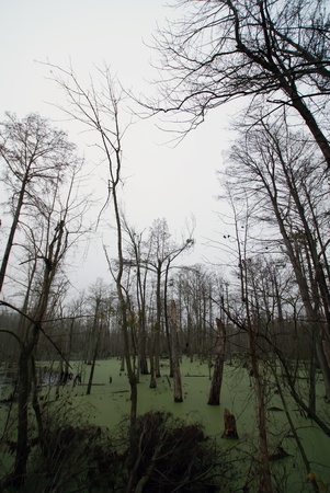 trees in the swampの写真素材