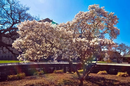 white dogwood blooming along street in a cityの写真素材