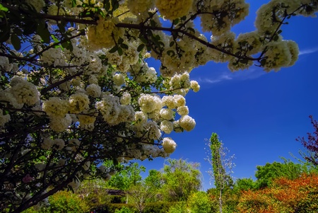 Viburnum opulus Compactum bush with white flowers  selective focus on flowers 
