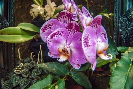 orchid flowers growing through old wooden picture frameの写真素材