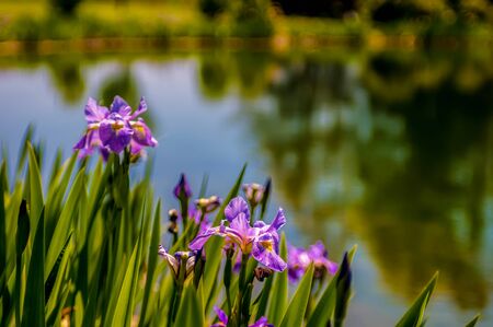Iris flower on green blurred background, photo taken outdoors, near water pond.