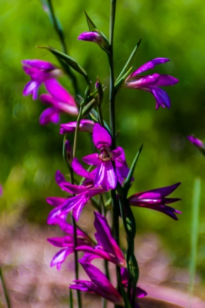 purple delicate flowers - Beautiful blue flowers campanula  macroの写真素材