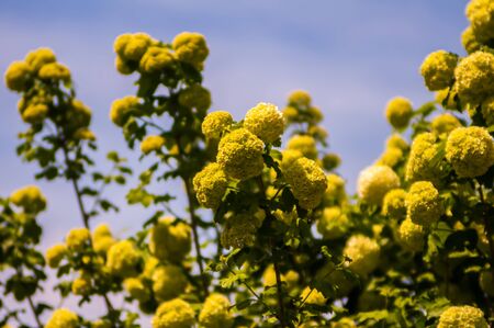 Viburnum opulus Compactum bush with white flowers  selective focus on flowers 