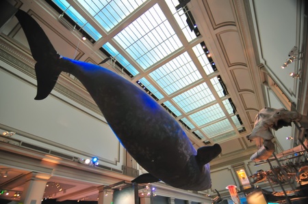 Interior view of rotunda of Natural History Museum in Washington, DC. EDITORIAL USE ONLY.のeditorial素材