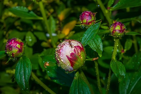 Close-up shot of a   Closed Peony flower with rain dropsの写真素材