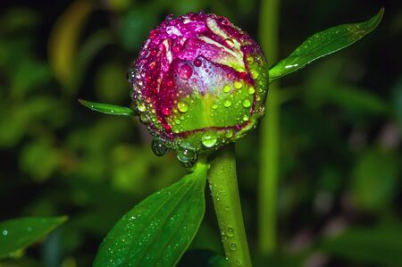 Close-up shot of a   Closed Peony flower with rain dropsの写真素材