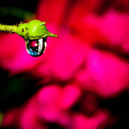 rose buds after rain with many rain dropsの写真素材