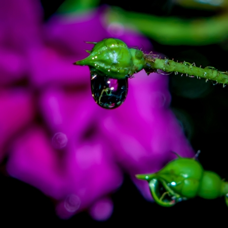 rose buds after rain with many rain dropsの写真素材