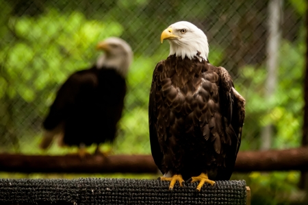 bald headed eagle portait closeupの写真素材