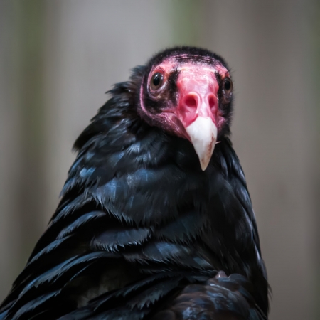 Portrait Turkey vulture (Cathartes aura)の写真素材