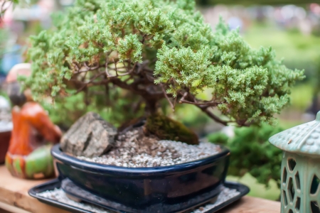 miniature bonsai japanese tree in a potの写真素材
