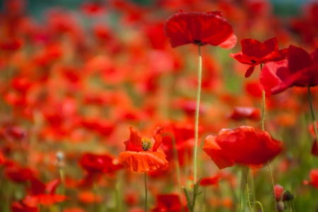 red poppy meadow field by the roadの写真素材