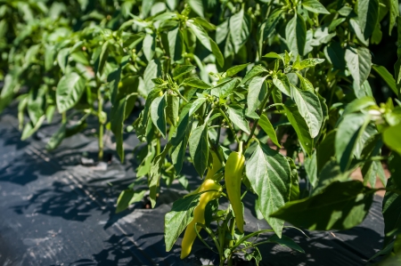 green chilli peppers plant on farmの写真素材