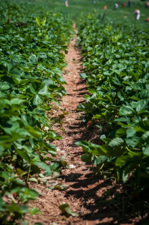 at the strawberry farm field on sunny dayの写真素材
