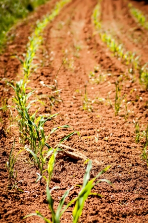 Young corn field on a spring morningの写真素材