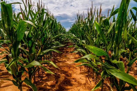 Corn field and sky with beautiful clouds / Corn field