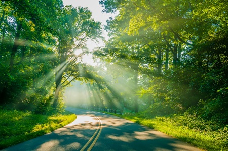 Road through forest with light beams and sun rays through green treesの写真素材