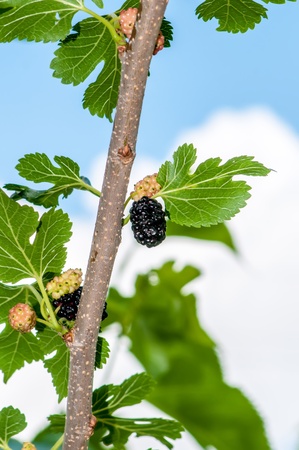 Ripe mulberry on the branches in bright sunlightの写真素材