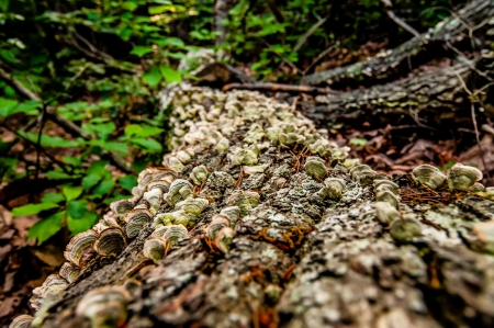 things you find on a hiking trail in state parkの写真素材