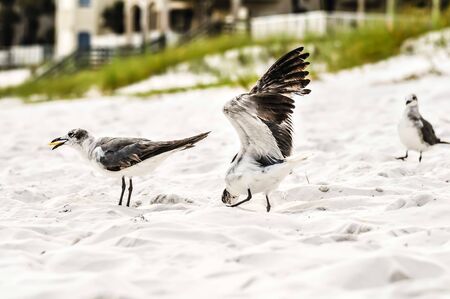 seagulls on beach sand looking for food