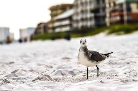 seagulls on beach sand looking for foodの写真素材