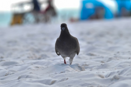 pigeon walking on white beach sandの写真素材