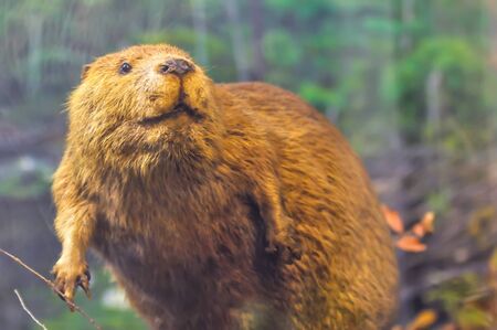 beaver sitting on damの写真素材