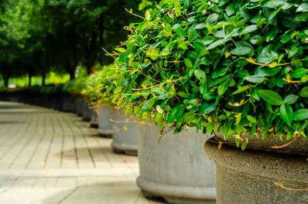 green plants in pots on city street, charlotte, ncの写真素材