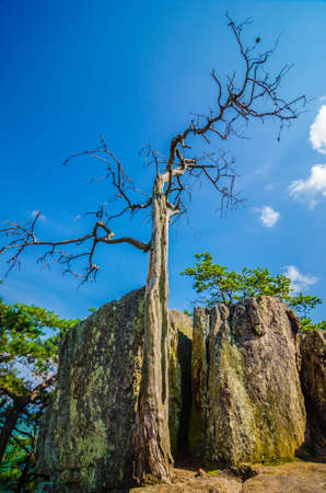old and ancient dry tree on top of mountainの写真素材