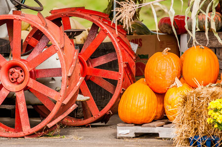pumpkins next to an old farm tractor