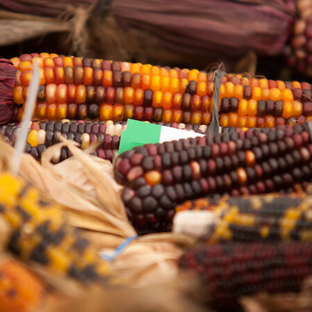 indian corn on display