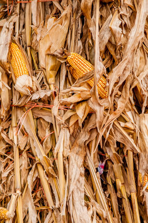 harvested corn stalk stacked up near fenceの写真素材