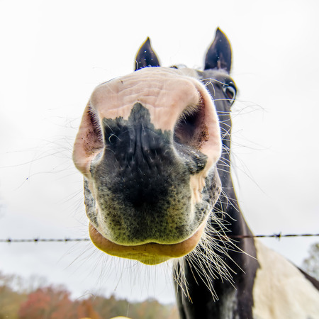 funny horse nose and portraitの写真素材
