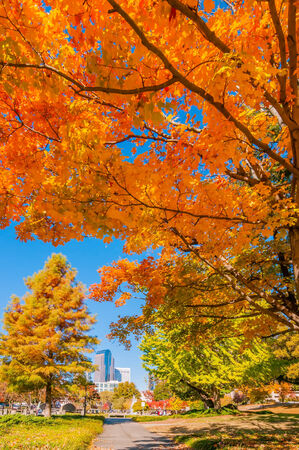 charlotte city skyline autumn season with blue skyのeditorial素材