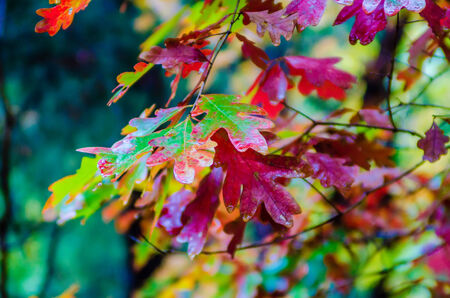 autumn season colors at neighborhood parkの写真素材